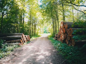 Road amidst trees in forest