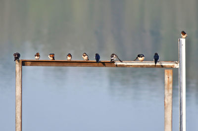 Birds perching on railing