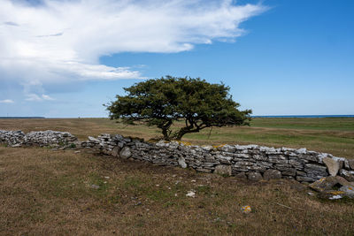 Tree on field against sky