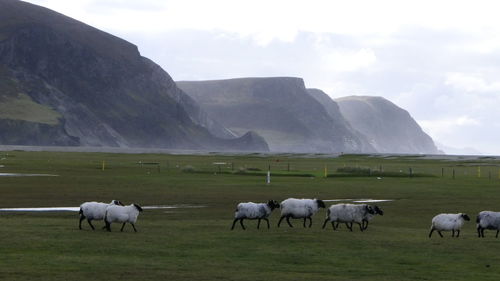 Horses grazing in a field