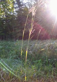 Plants growing on field