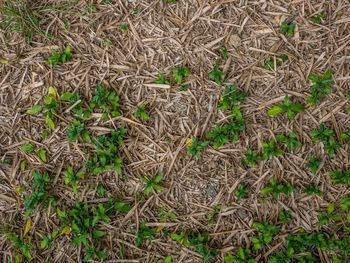 High angle view of dry plants on field