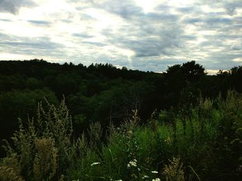 Scenic view of forest against sky