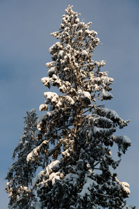 Low angle view of snow covered tree against sky