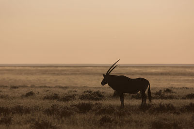 Oryx on field against sky during sunset