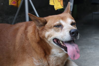 Close-up of dog looking away