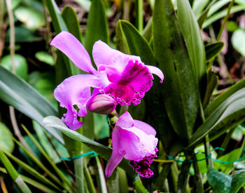 Close-up of flower blooming outdoors