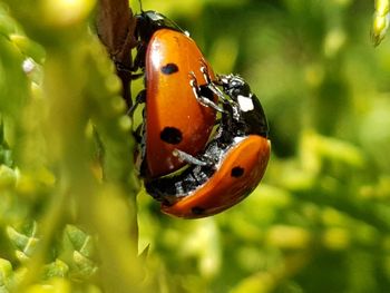 Close-up of ladybug on leaf