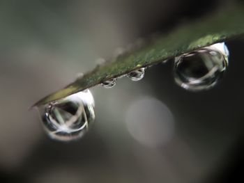 Close-up of water drops on leaf