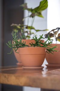 Three planters with flowers on the background of the home interior.