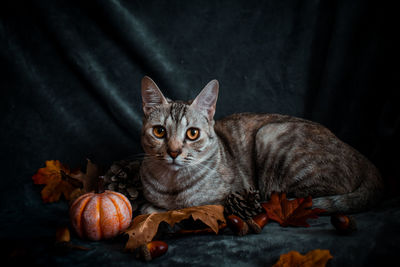 Portrait of a cat