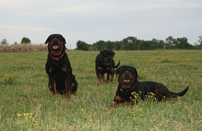 Dogs in a field