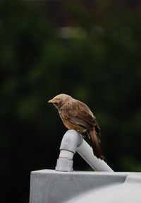 Close-up of bird perching on railing