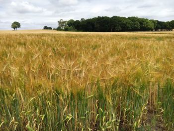 Scenic view of field against cloudy sky