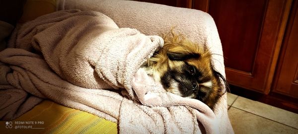 Close-up of a dog resting at home