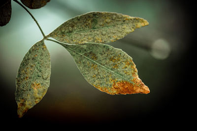 Close-up of dried leaves