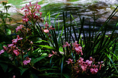 Close-up of flowers growing in lake