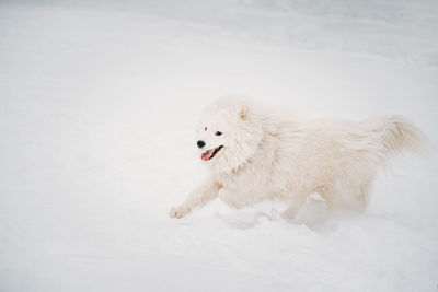 Dog running in snow