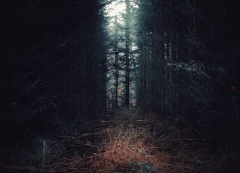 Trees in forest at night