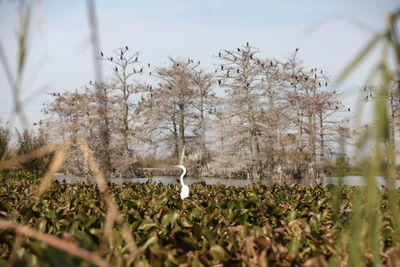 Scenic view of flowering plants on land against sky