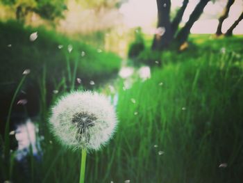 Close-up of dandelion flower