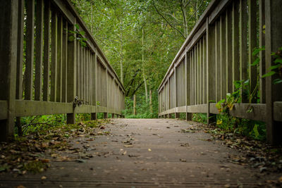 Footpath amidst trees in forest