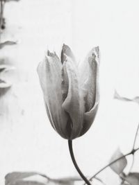 Close-up of rose blooming outdoors