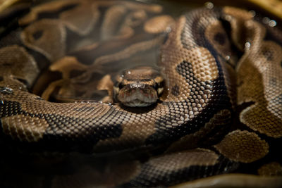 Close-up of turtle in zoo