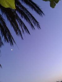 Low angle view of palm tree against clear blue sky