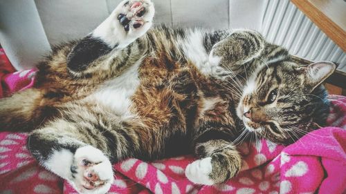 Close-up of kitten sleeping