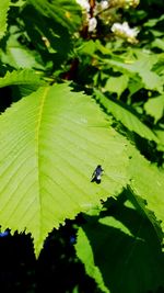 Close-up of insect on leaf