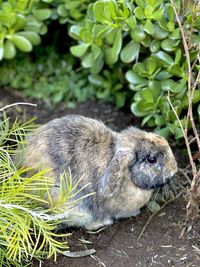 Close-up of a rabbit on field