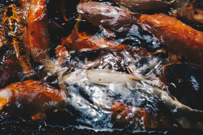 High angle view of koi fish in water