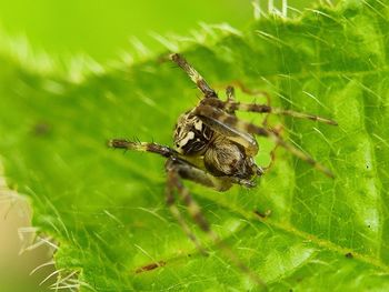 Close-up of insect on leaf
