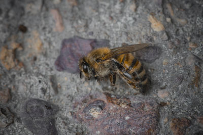 High angle view of bee on rock