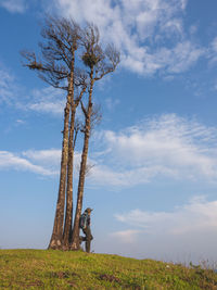 Trees on field against sky