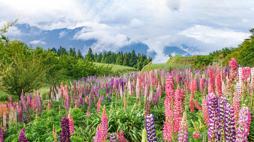 Purple flowering plants on field against sky