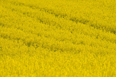 Full frame shot of oilseed rape field