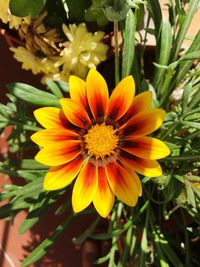 Close-up of yellow flower blooming outdoors