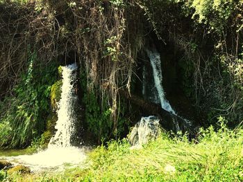 Scenic view of waterfall in forest