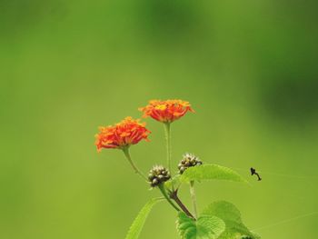 Close-up of honey bee pollinating flower