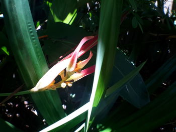 Close-up of leaves