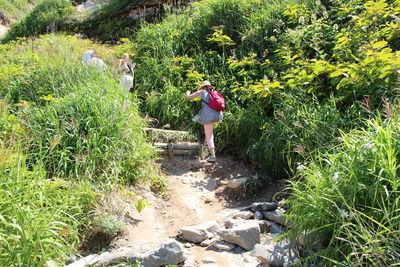 Woman hiking amidst plants on sunny day