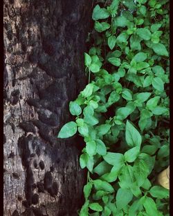 Close-up of ivy growing on plant