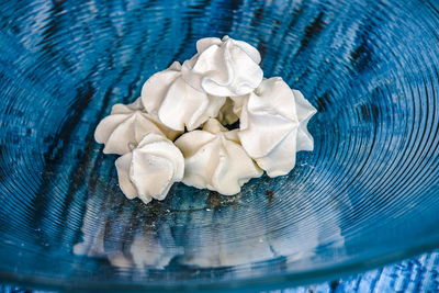 High angle view of white roses in blue container