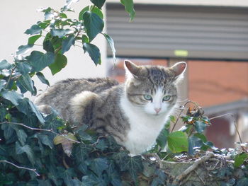 Close-up portrait of cat sitting outdoors