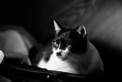 Close-up of kitten