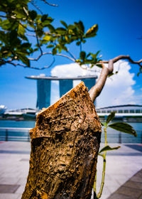 Close-up of lizard on tree against blue sky