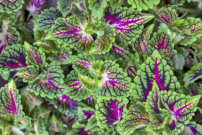 Full frame shot of pink flowering plants