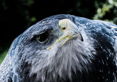 Close-up of eagle